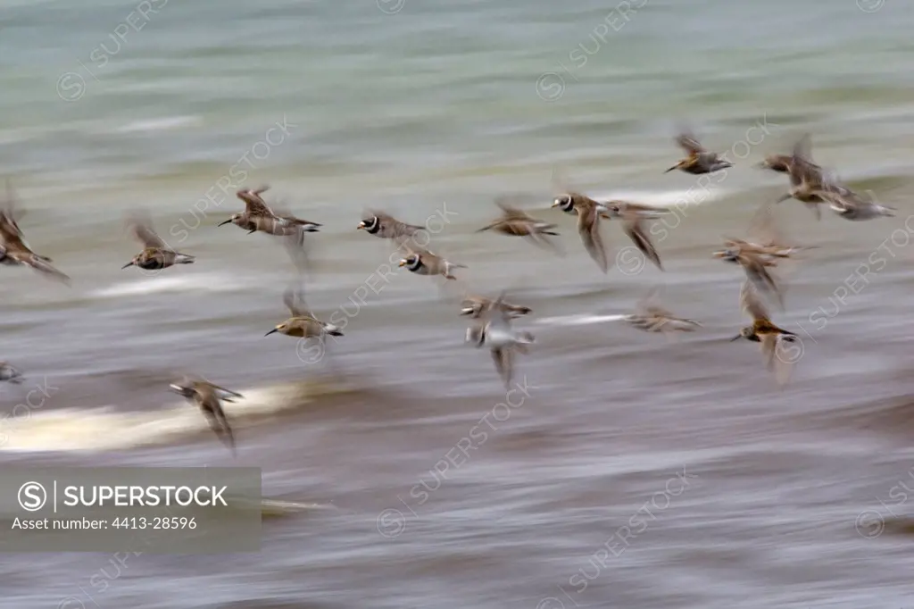 Dunlins and Common ringed plovers flying Hiiumaa island