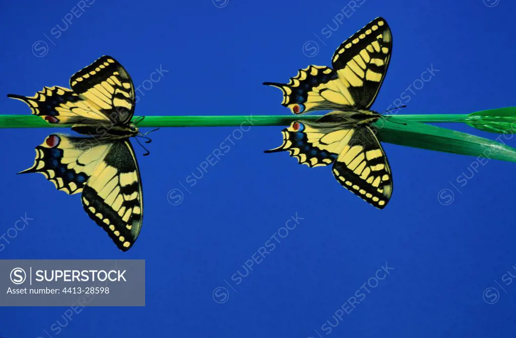 Old World Swallowtails posed on a stem