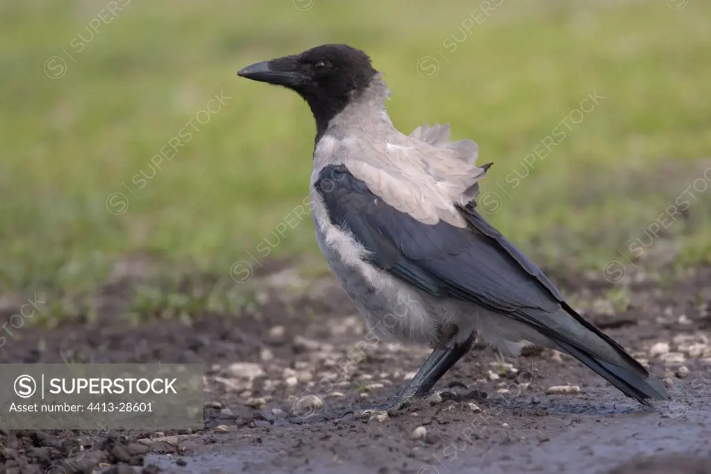 Hooded crow on the ground Latvia