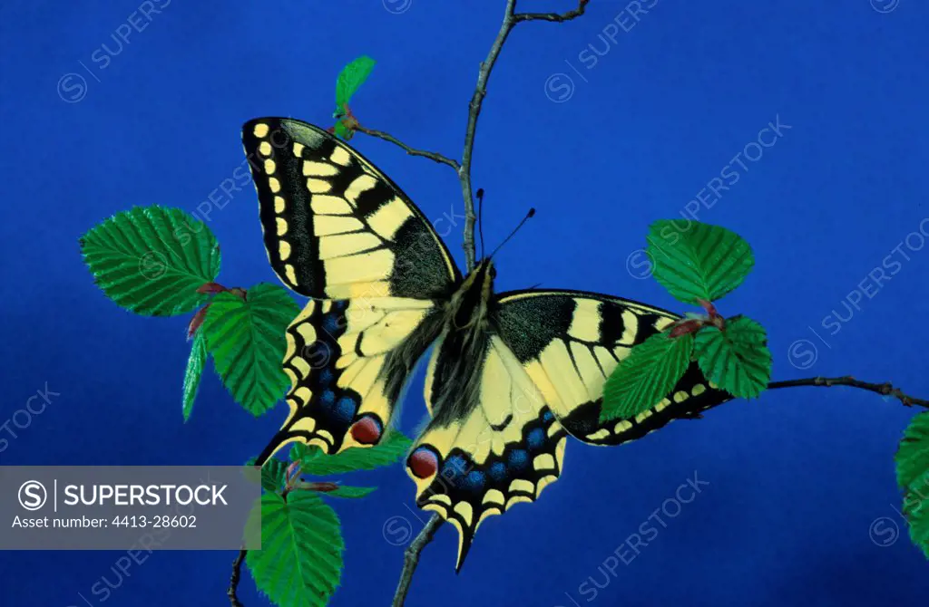 Old World Swallowtail posed on a branch