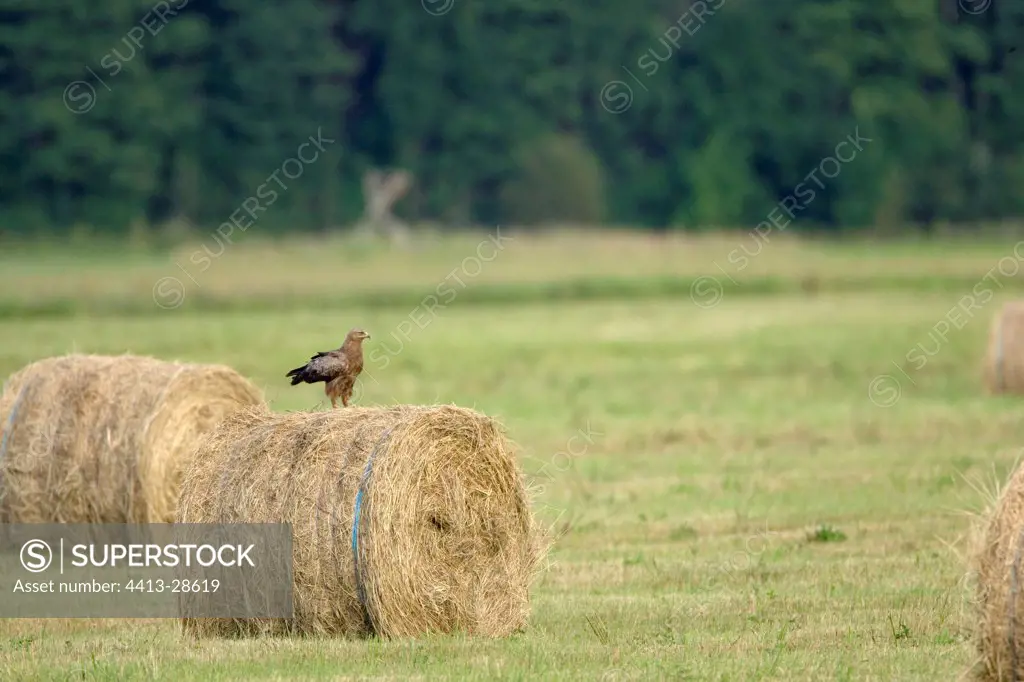 Lesser spotted eagle on a straw stack Latvia