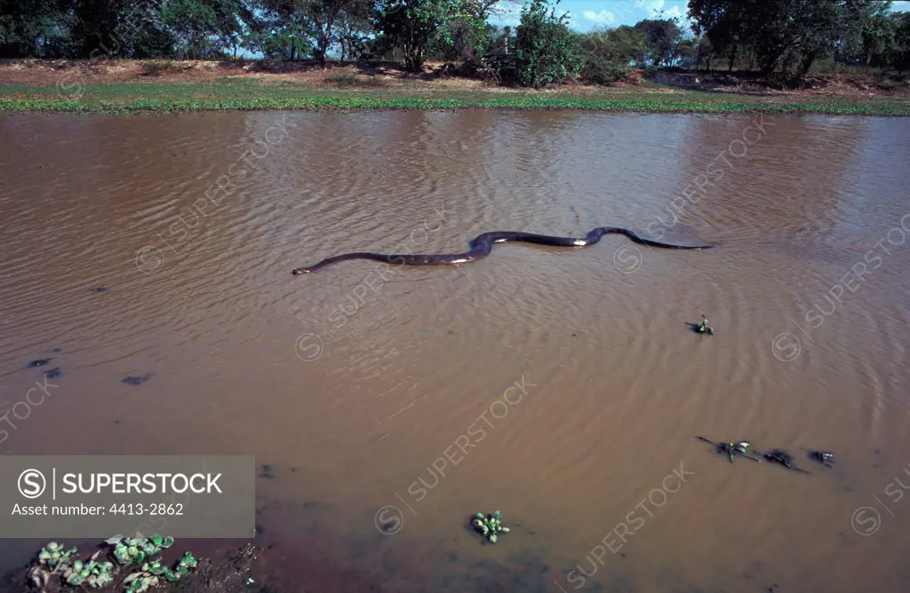Green anaconda swimming in Lanos Venezuela