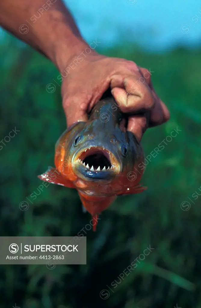 Red Piranha held in hand in Llanos Venezuela