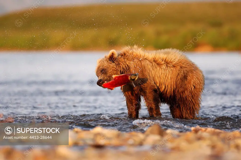 Grizzly eating a Sockeye salmon on spawning ground Katmai