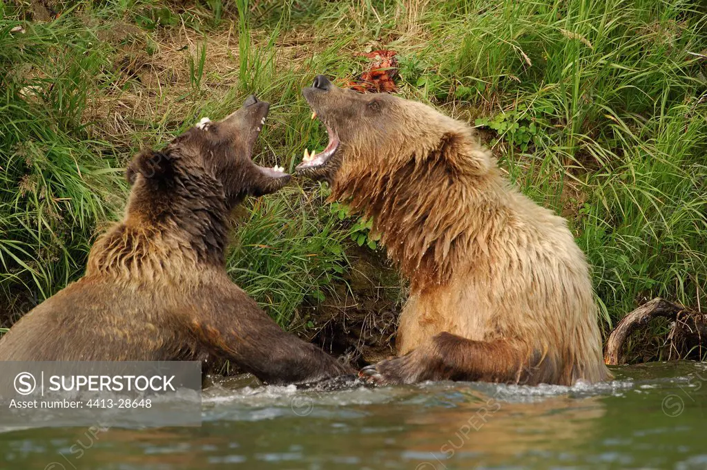 Grizzly female and cub playing Katmaï NP Alaska USA