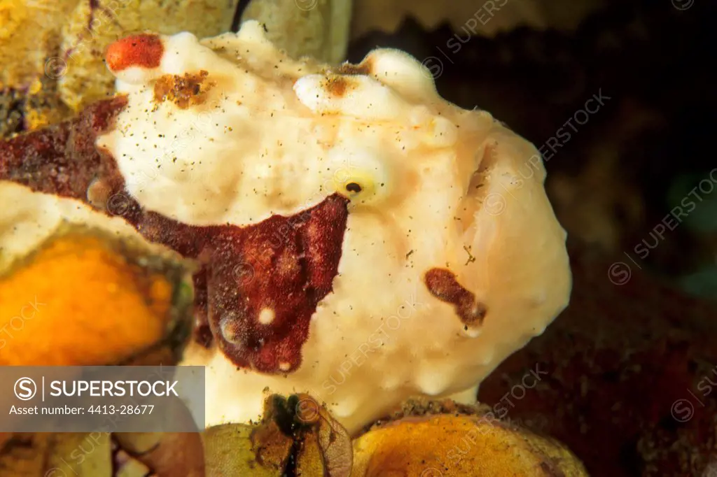 Warty frogfish on coral reef Manado Indonesia