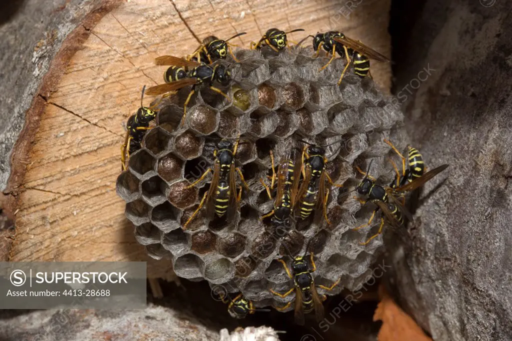 Social wasp nest Austria