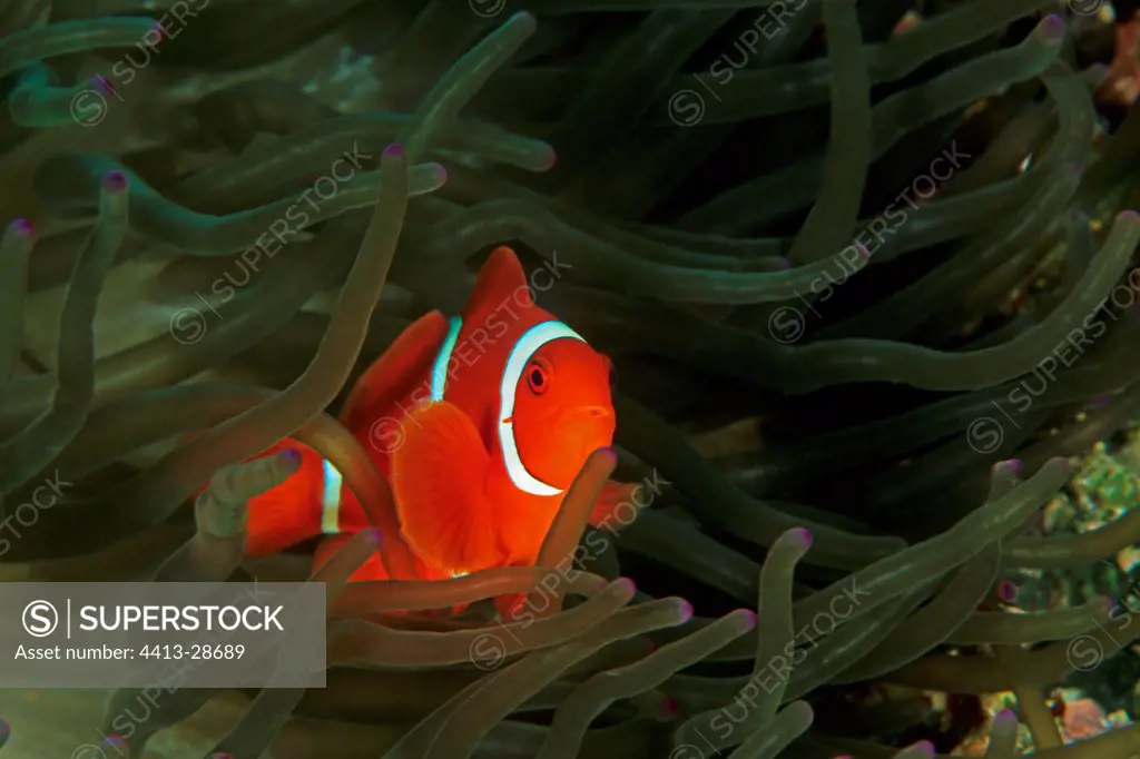 Clownfish in its Sea anemone Indonesia