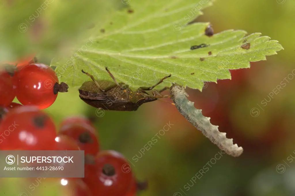Spined stink bug and caterpillar on a leaf Austria