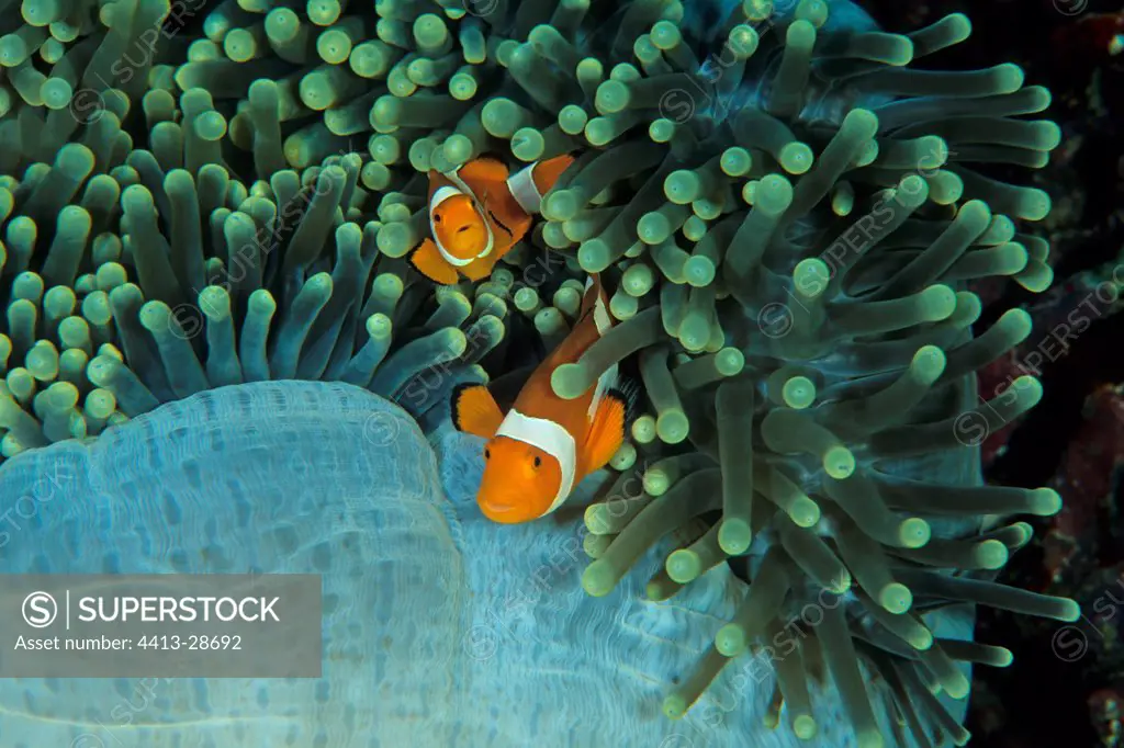 Clown anemonefishs in their Sea anemone Indonesia