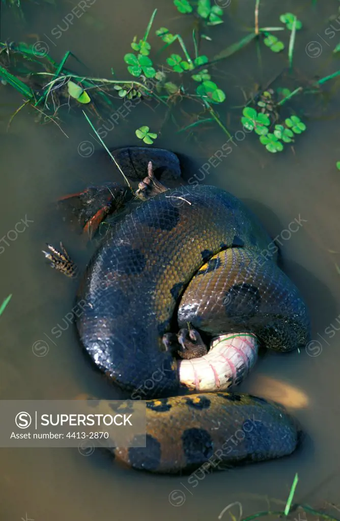Green anaconda suffocating a common caiman in Llanos