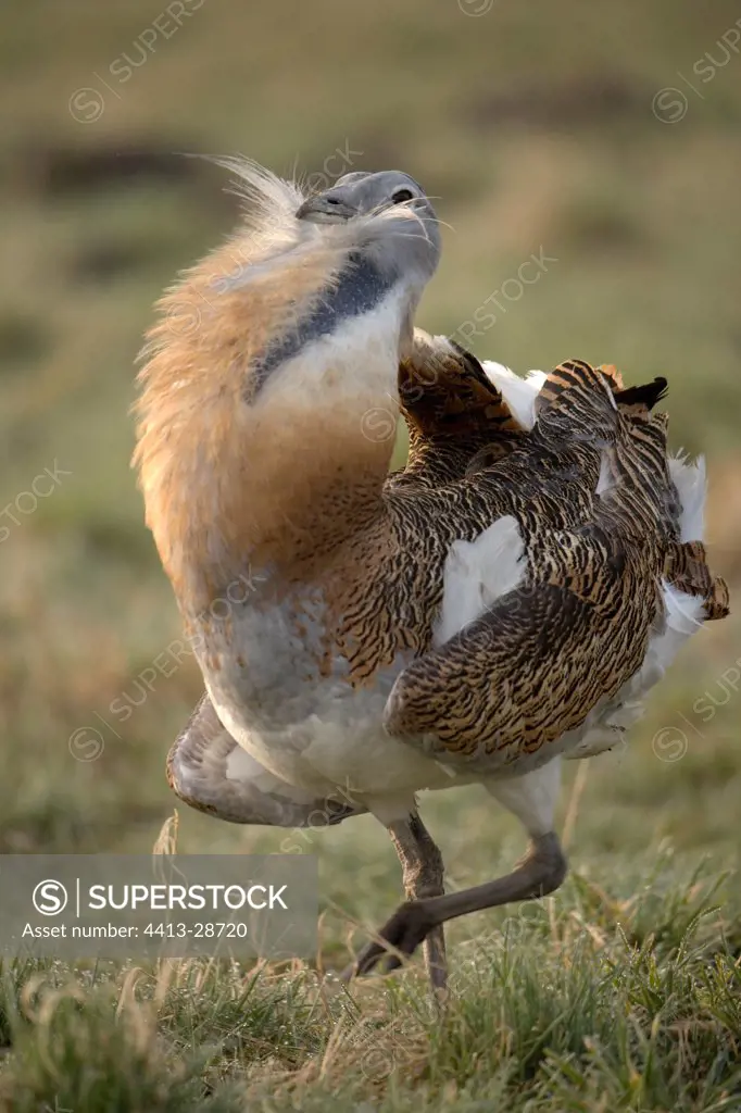 Great bustard male in courtship display Germany