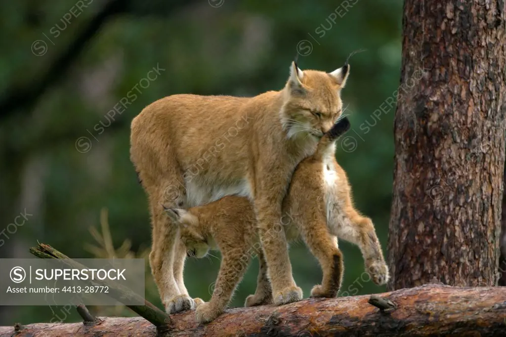 Tenderness scene between a young and a mother eurasian Lynx
