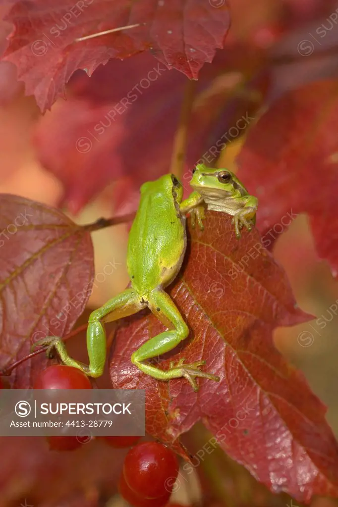 Two tree Frogs one-on-one with a leaf hanging