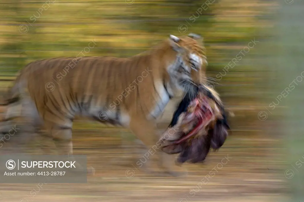 Tiger running with a prey in the mouth