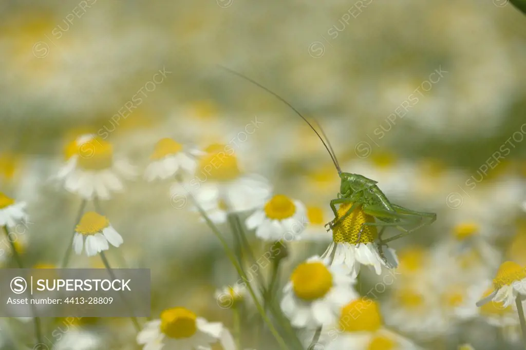 Grasshopper on Camomille in bloom Bulgaria