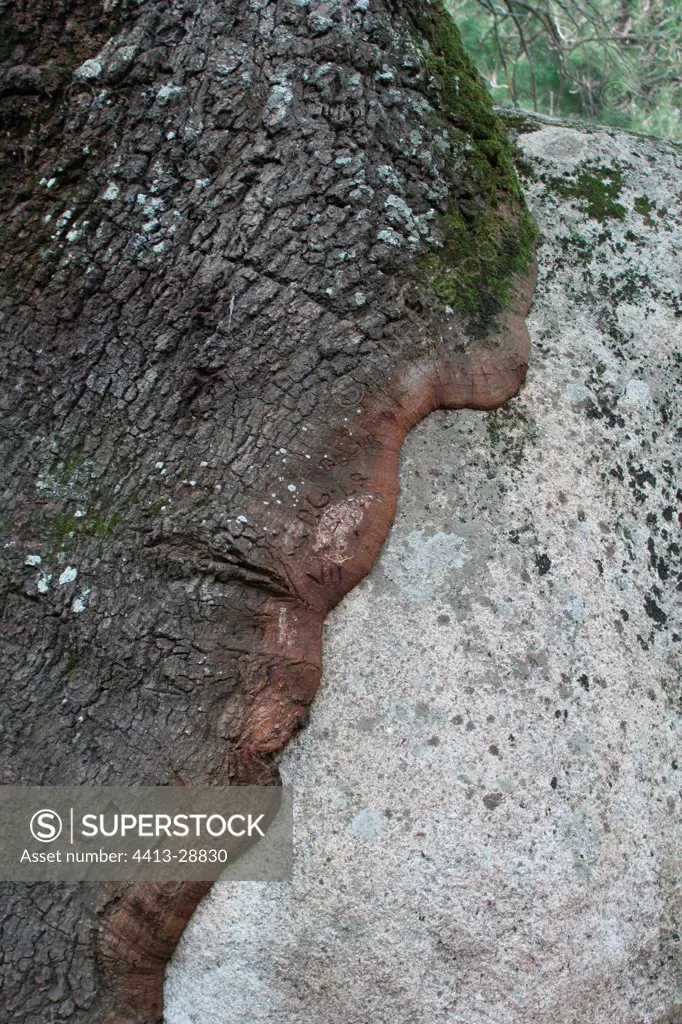 Holly oak invading a rock Corse France