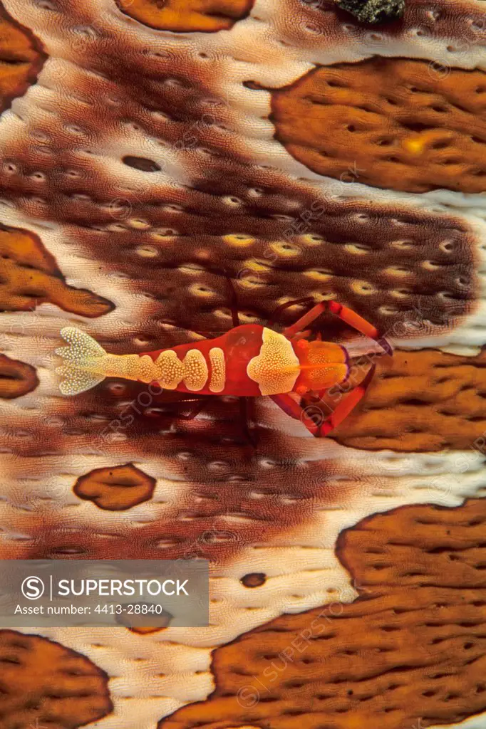 Imperial shrimp on a Sea cucumber Manado Indonesia