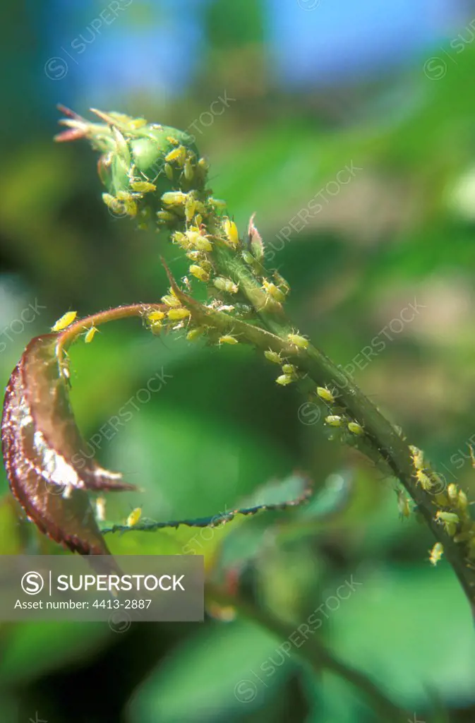 Rose aphids on rosebud France