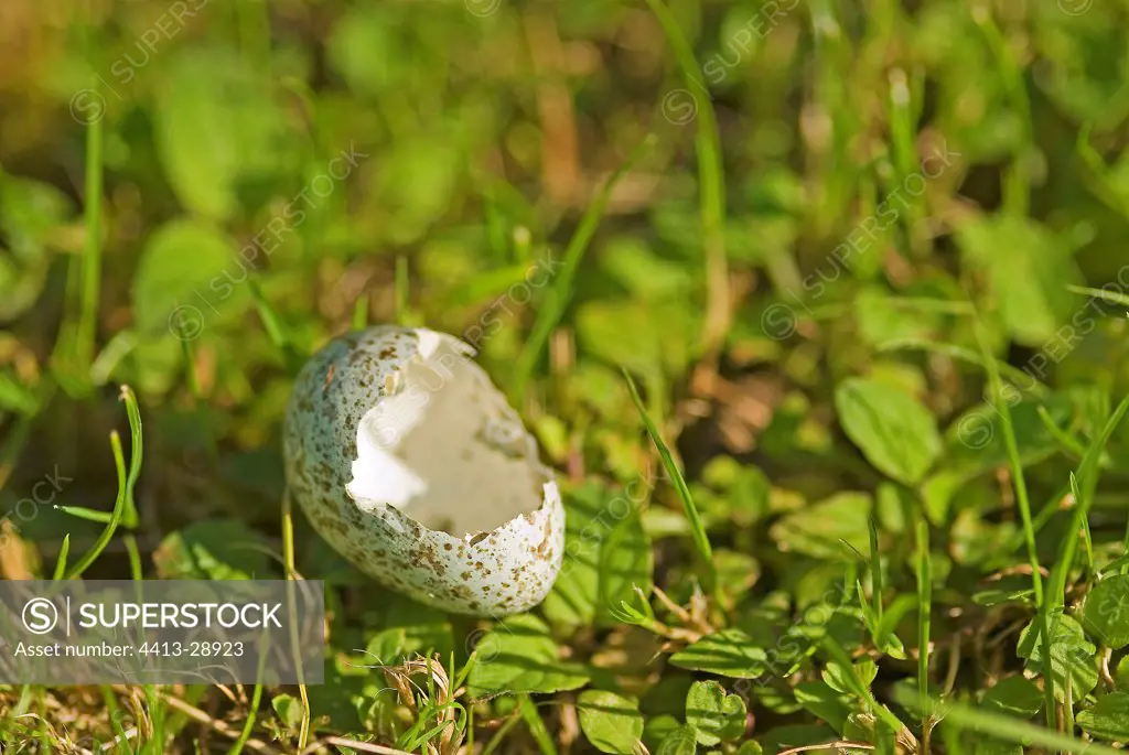Egg of a Pied Wagtail eaten by a magpie