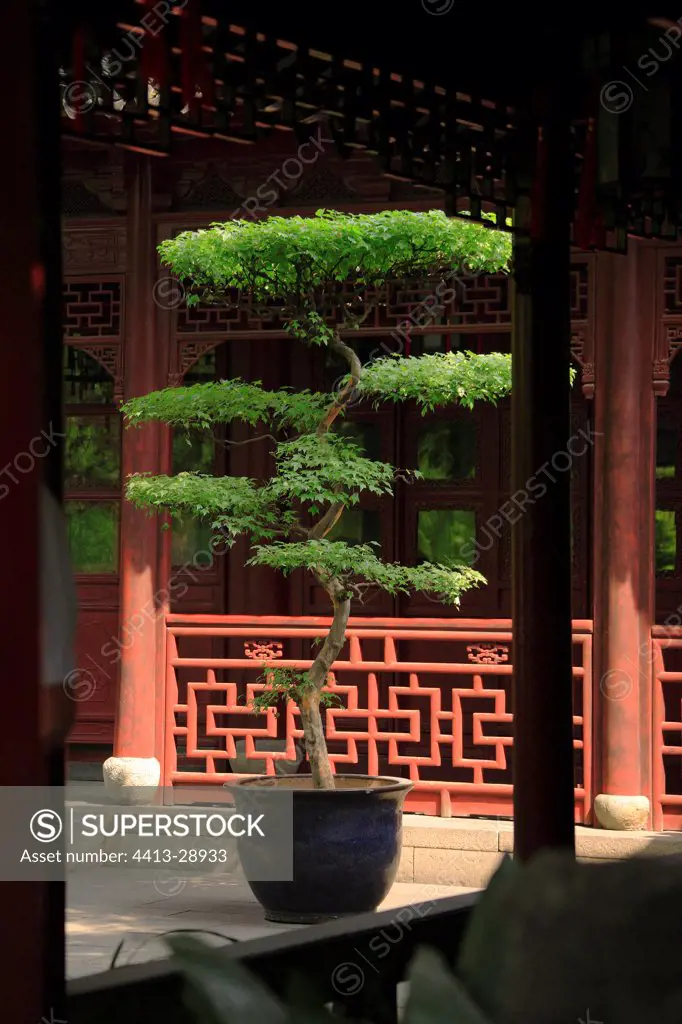 Bonsai in the garden of madarin Yu Shanghai China