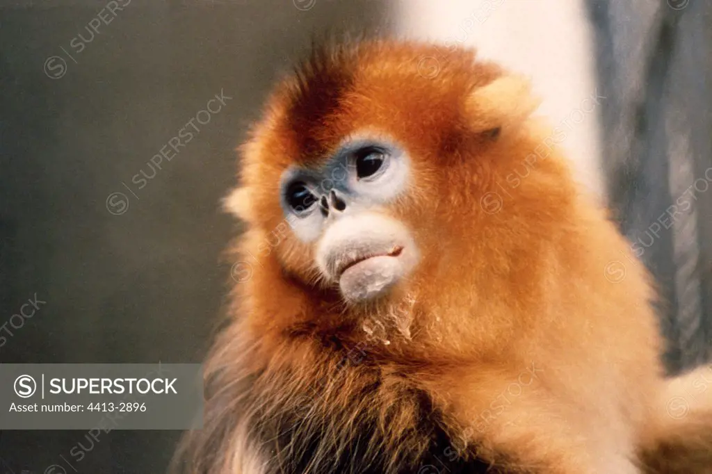 Golden Snub-nosed Monkey China