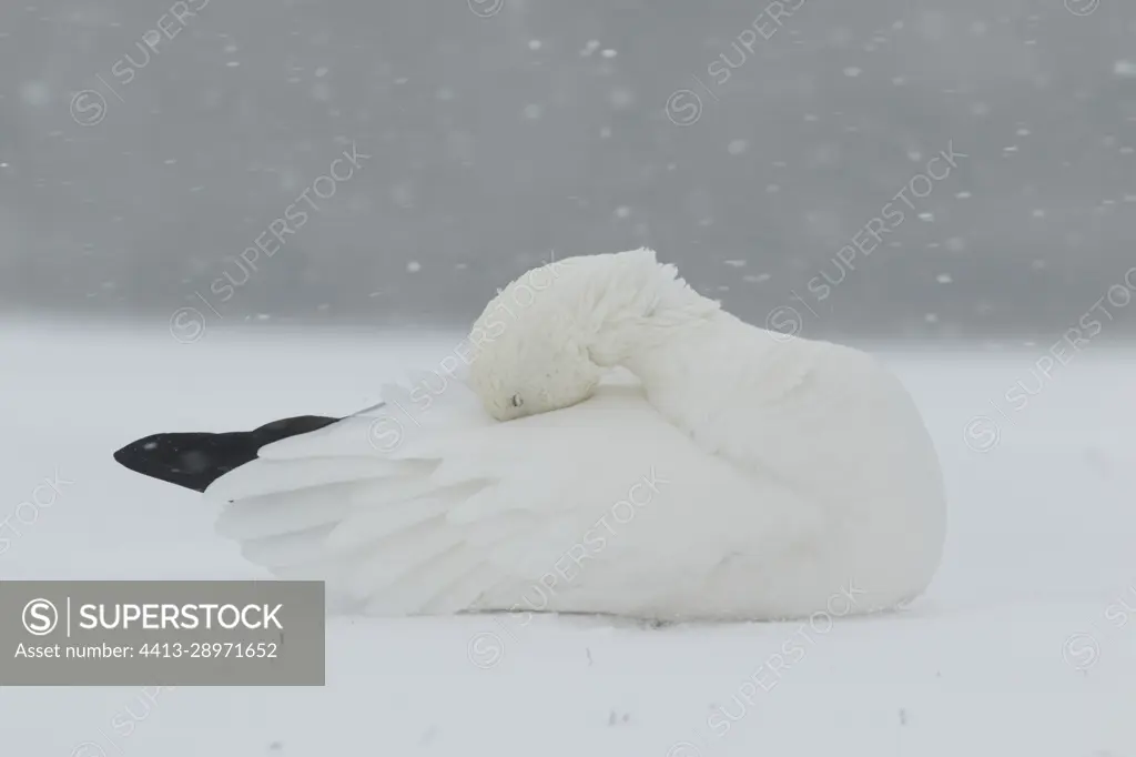 Snow goose (Anser caerulescens) lying down and sleeping in a snowy field, Chaudiere-Appalaches region, Quebec, Canada
