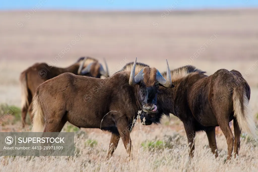 Black wildebeest or white-tailed gnu (Connochaetes gnou) standing in grassland. Eastern Cape. South Africa.