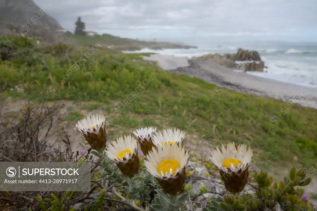 Strawflower or strooiblom everlasting (Helichrysum retortum) flower. Hermanus, Whale Coast, Overberg, Western Cape, South Africa.
