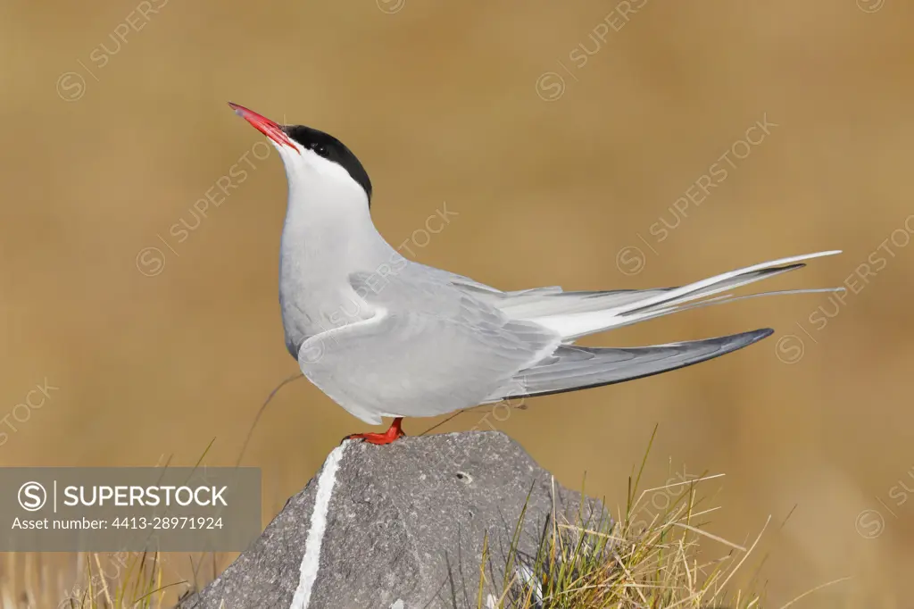 Arctic Tern (Sterna paradisaea), side view of an adult standing on a rock, Western Region, Iceland