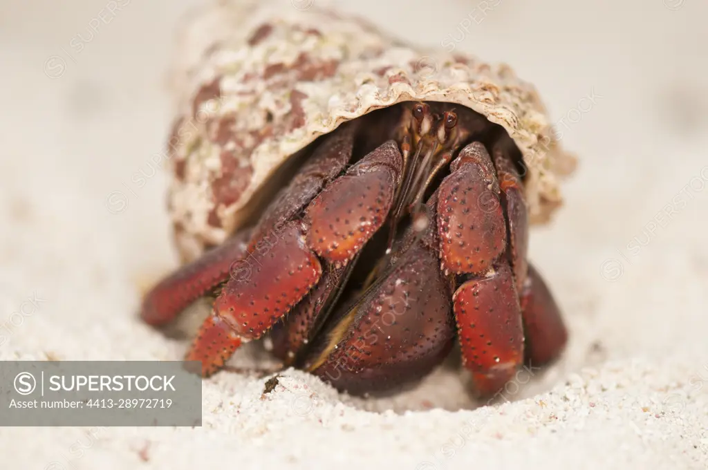 A frontal close-up of the Hermit Crab (Coenobita clypeatus) walking on sand, Aruba, Netherlands