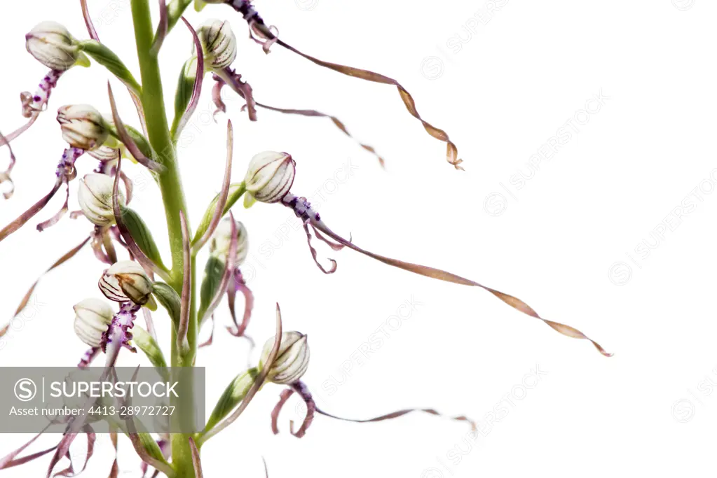 Adriatic lizard orchid (Himantoglossum adriaticum) on a white background, Piedmont, Italy