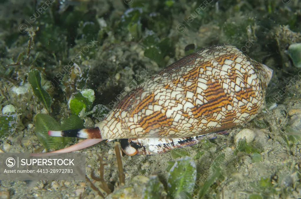 Textile Cone Shell (Conus textile) with harpoon and siphon on sand, Night dive, Tasi Tolu dive site, Dili, East Timor