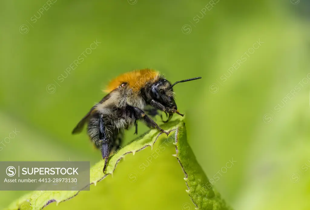 Brown Bumblebee (Bombus pascuorum) on a leaf, Bouxieres-aux-dames, Lorraine, France