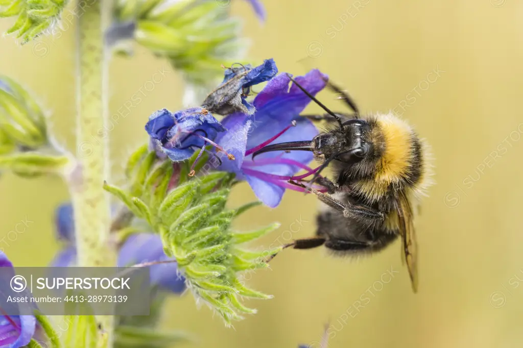Cuckoo bumblebee (Bombus campestris (Psythirus) parasites of field bumblebees (Bombus pascuorum) on viperbugloss in forest, Bouxieres-aux-dames, Lorraine, France