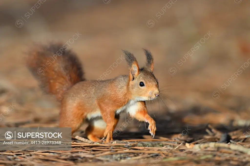 Red squirrel (Sciurus vulgaris) on ground, France