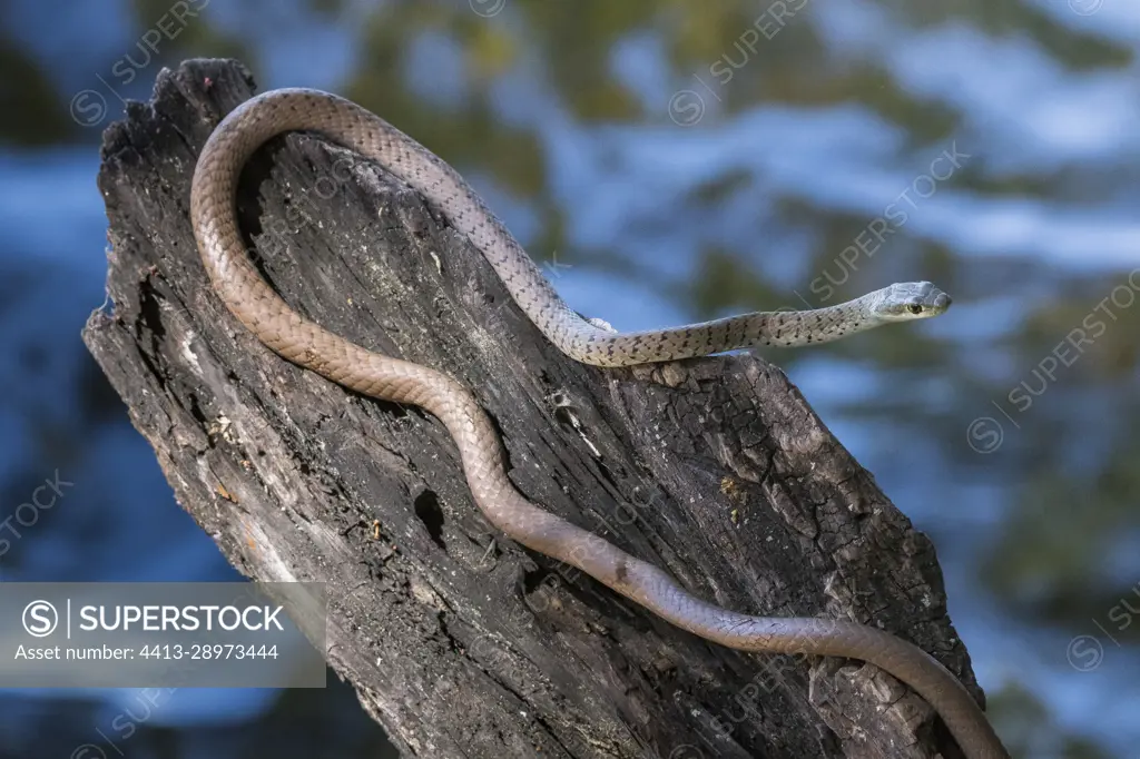 Spotted Bush Snake (Philothamnus semivariegatus) brown form, Namibia- Botswana