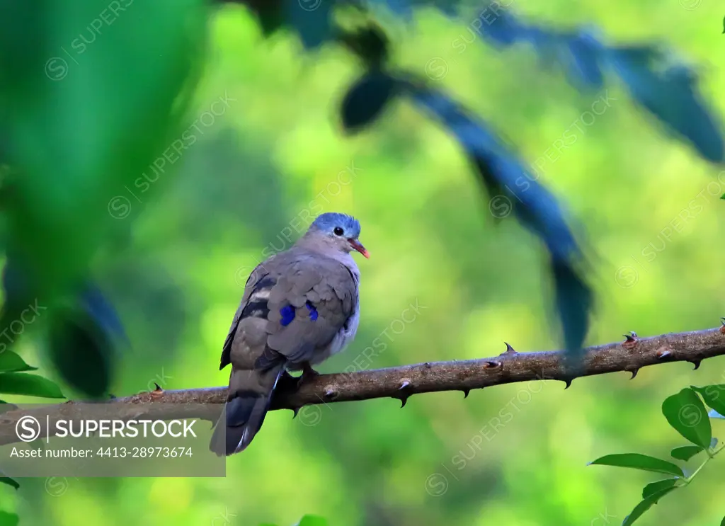 Blue-spotted wood dove (Turtur afer) on a branch, Casamance, Senegal