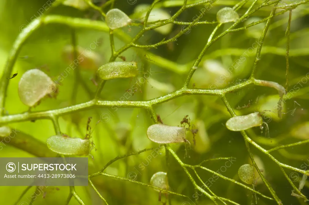 Trap for the bladderwort (Utricularia sp), an aquatic carnivorous plant, See d'Urbes bog, Vosges, France