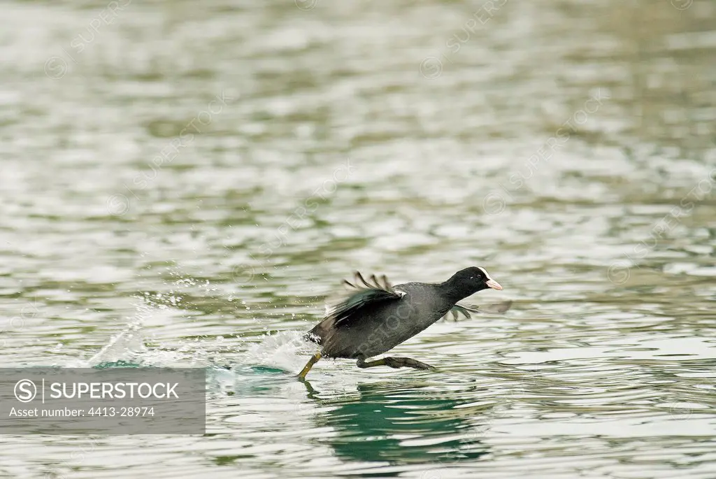 Common coot taking off