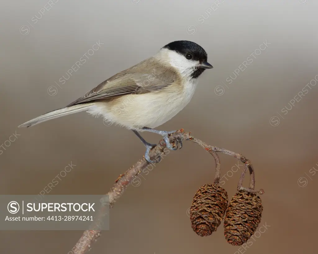 Marsh Tit (Poecile palustris italicus), side view of an adult perched on a branch, Campania, Italy