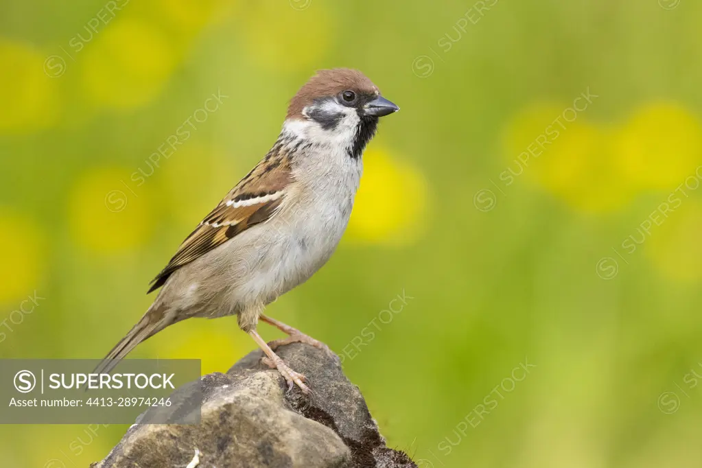 Eurasian Tree Sparrow (Passer montanus), side view of an adult standing on a rock, Campania, Italy