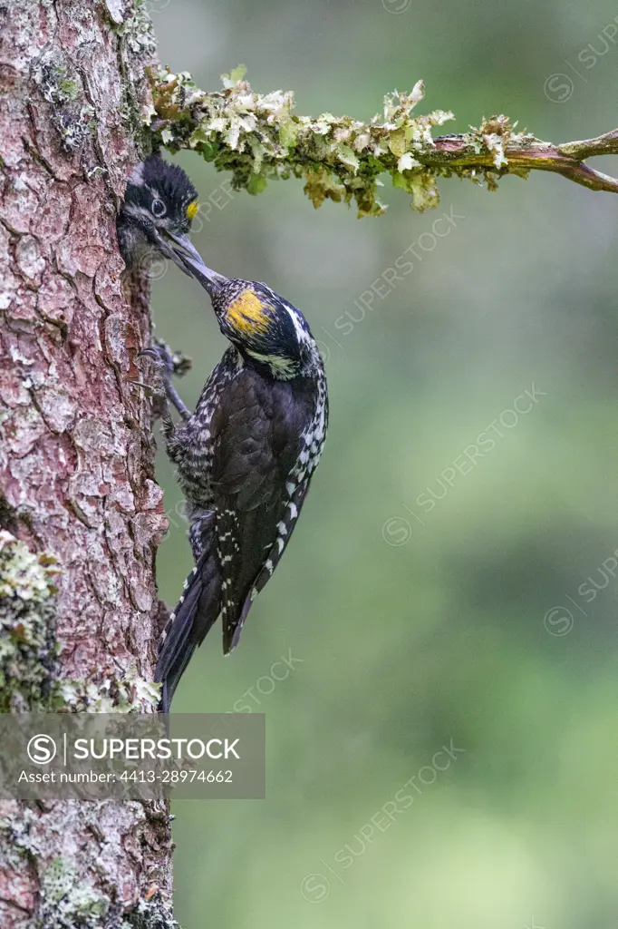 Eurasian Three-toed Woodpecker (Picoides tridactylus) feeding on a trunk, Canton Vaud, Switzerland