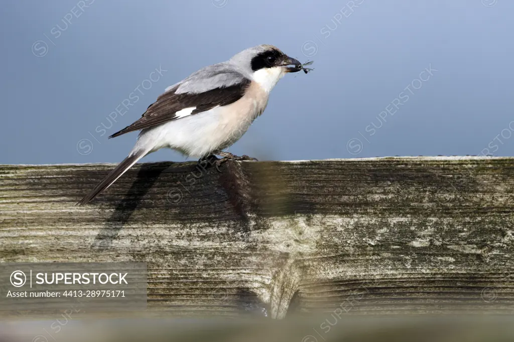 Lesser Grey Shrike (Lanius minor) with a prey in its beak on a wooden fence, Normandy, France