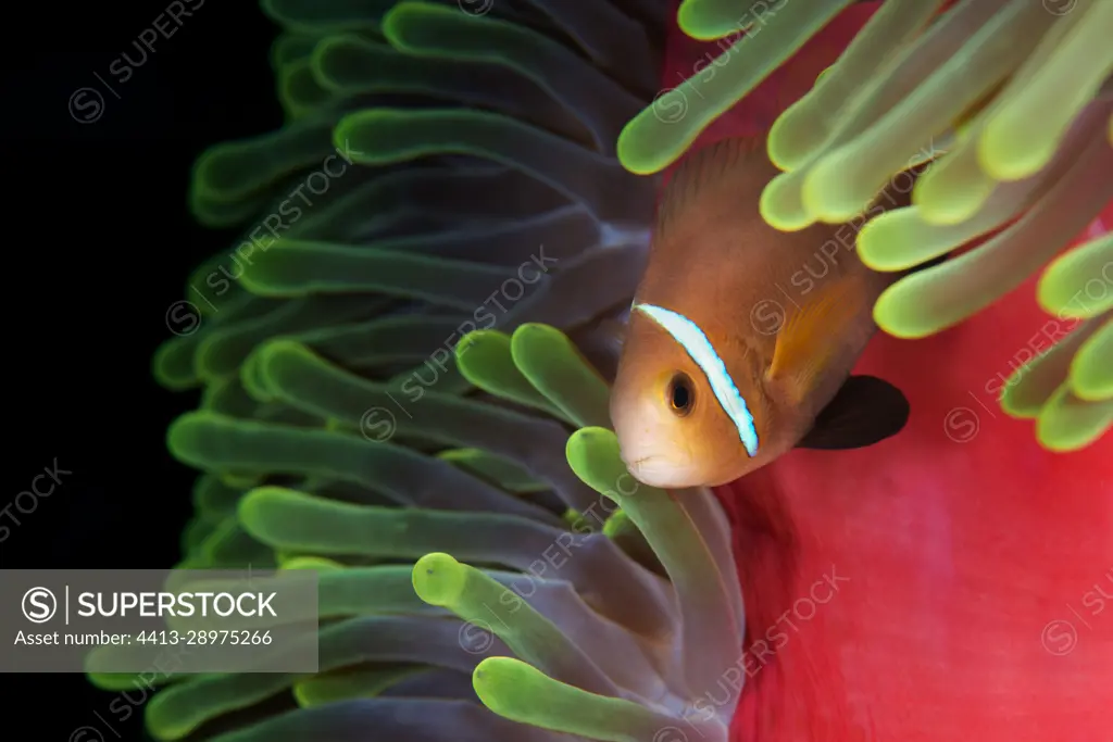 Yellowtail clownfish (Amphiprion nigripes) protecting itself in its anemone. symbiosis, mutualism. Maldiva's Islands, Indian Ocean.