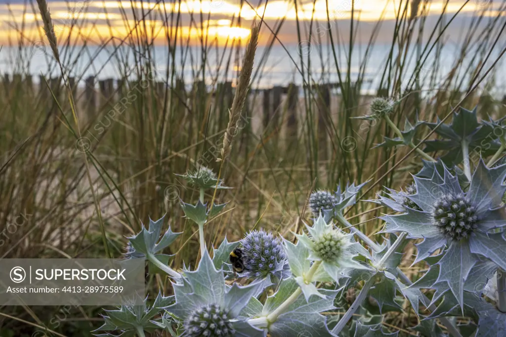 Seaside eryngo (Eryngium maritimum) growing in the dune, summer, Pas de Calais, France