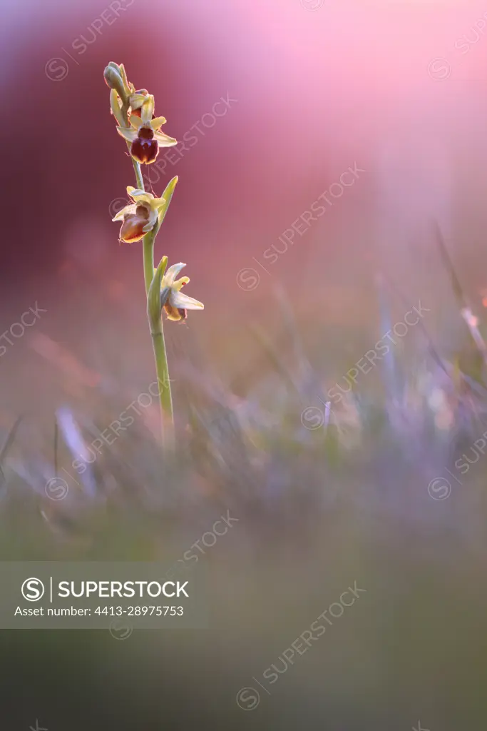 Early Spider-orchid (Ophrys aranifera) in bloom on a limestone hillside in Calvados at sunset, Normandy, France