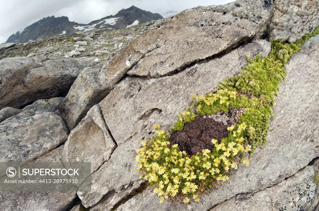 Musky Saxsifrage (Saxifraga moschata) growing in its high altitude habitat, Austria