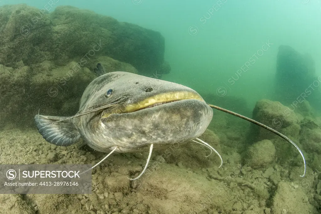 Wels catfish (Silurus glanis) in the river Lez, Herault, Occitanie, France  - SuperStock