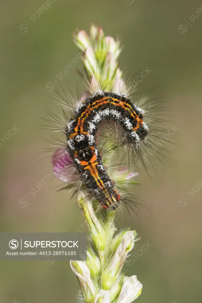 Yellow-tail moth (Euproctis similis) polyphagous caterpillar on inflorescence, Lorraine, France